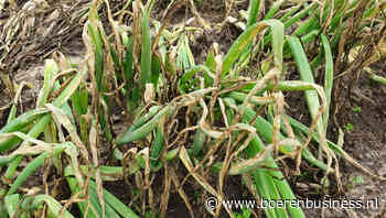 Valse meeldauw steekt de kop op in uien