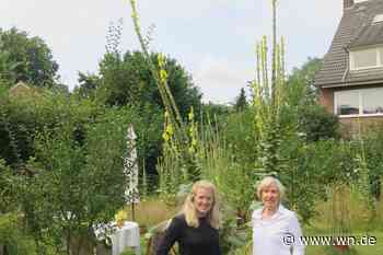 Königskerze ragt über vier Meter in die Höhe