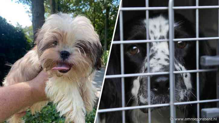 NVWA over Belgische praktijken horrorfokker Jan P: 'Volstrekt onacceptabel'