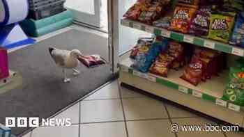 Shoplifting 'Steven Seagull' banned from shop