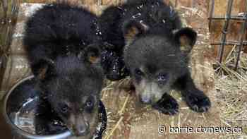Bear sanctuary cares for 13 orphaned cubs