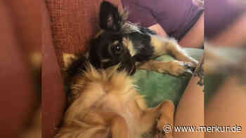 „So süß“: Zwei Hunde sind allerbeste Freunde und immer füreinander da