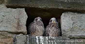Durham Cathedral chicks spotted as birds of prey make new nest in north tower