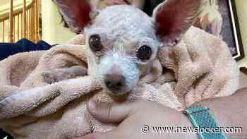 Amerikaanse vrouw vindt verloren hondje na negen jaar terug