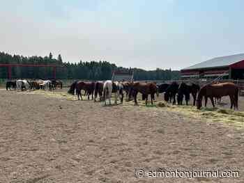 Hinton's River Valley Agricultural Society helps save 80 horses from Jasper wildfires