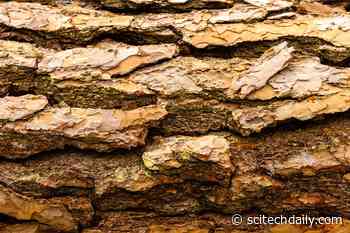 Climate Change Surprise: Trees Remove Methane From the Air