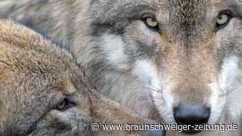 Der Wolf polarisiert – so unterschiedlich urteilt Wolfsburg