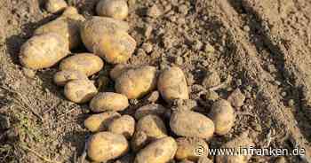 Feuchtwarmes Wetter macht Kartoffelbauern Sorge