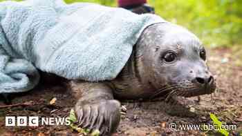 Seal is found 18 miles from the sea... in a park