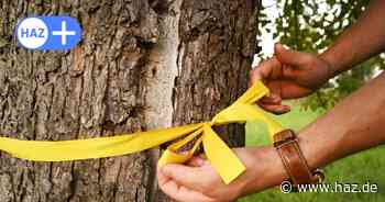 Äpfel, Birnen, Pflaumen: Hier gibt es frisches Obst gratis in Hannover