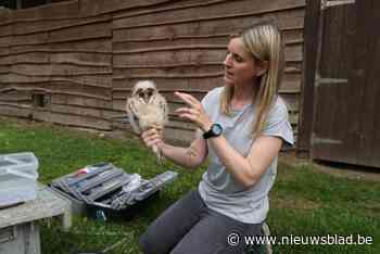 Drie uilskuikens live te volgen bij Domein Bovy: “Door het natte voorjaar zijn er weinig veldmuizen”