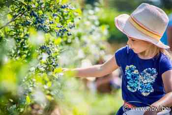 Het is weer zover: bij deze vijf Limburgse fruittelers pluk je zelf sappige blauwe bessen