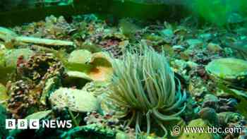 Divers discover new beds of rare seaweed