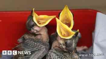Birds seized from pet trade breed at wildlife park