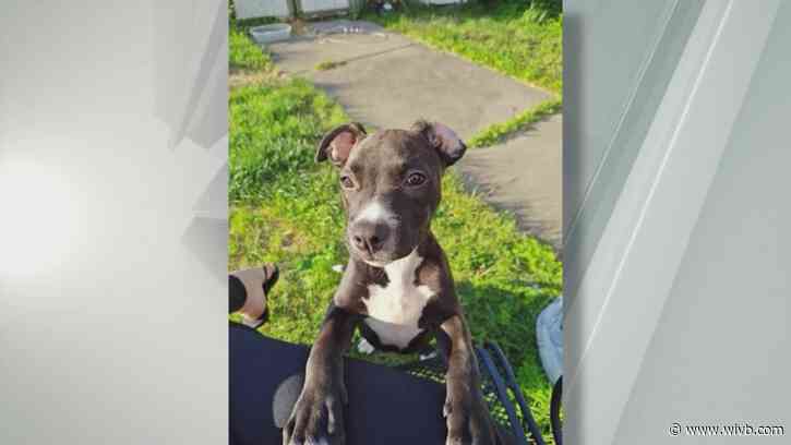 Velma loves to explore and is looking for a forever home