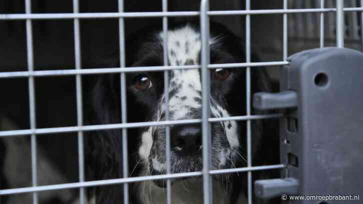 Ophef rond broodfokkers maar rem op hun kwalijke werk lijkt ver weg