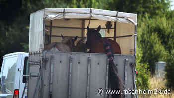 Pferd kollabiert und sorgt für Stau auf A9 in Oberbayern