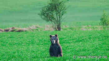 Mitten während der Fahrt: Bär reißt Mann vom Fahrrad