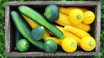 Erfolgreiche Zucchineernte? Wie Sie das Gemüse einfrieren, einlegen oder fermentieren