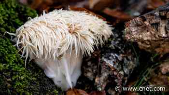 Lion's Mane Mushrooms: Potential Benefits, Side Effects and Supplementation