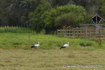 Versgemaaide weides zijn als gedekte tafel voor koppeltje foeragerende ooievaars
