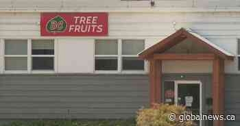 Questions aplenty from orchardists following sudden closure of BC Tree Fruits