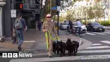 US dog trainer visit to city prompts RSPCA concern