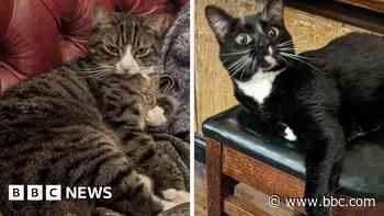Pub cats to be permanently rehomed, brewery says