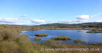 Leighton Moss named among top 10 bird havens in the UK