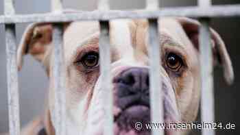 Umzug endet in Katastrophe: Familienhund „Frank“ stirbt qualvoll im Flugzeug