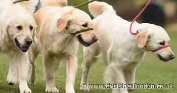Number of dog poo complaints in Greenwich revealed