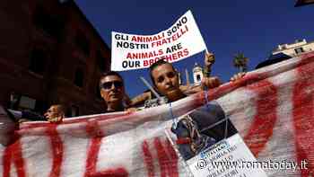 Roma, flash mob animalista contro le botticelle: "Lasciate in pace i cavalli"