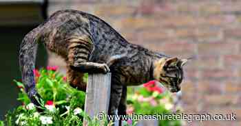How to keep cats away from your garden without hurting them