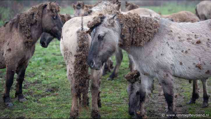 Flevoland - 'Vier jaar procederen voor welzijn paarden Oostvaardersveld teleurstellend lang'