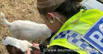 Dorset Police rural crime team recover stolen goat kids