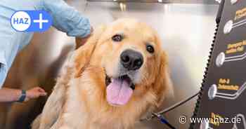 Hannover: In der List öffnet die erste Hundewaschanlage der Stadt - ein Test