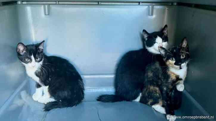 Kittens gedumpt in wasmand: 'Verdachte zit nu ook in een kleine ruimte...'