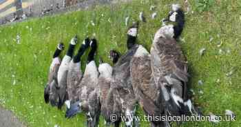 Dartford Anchor Boulevard: Teen arrested after geese found dead