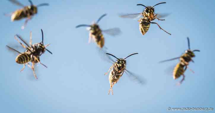 Angst vor Wespenschwarm: Urlauber stirbt in Italien