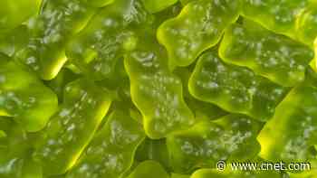 Sea Moss Gummies: Benefits, Risks and Side Effects to Consider