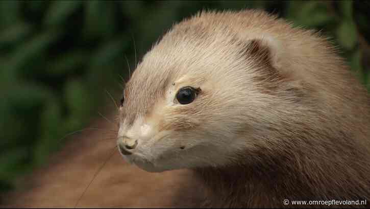 Flevoland - Steenmarters veroorzaken opnieuw schade in Emmeloord: hoe kan je dat voorkomen?
