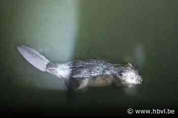 KIJK. Mario (42) maak unieke beelden van bever in Maaseik: “Dacht eerst dat het een draak was”