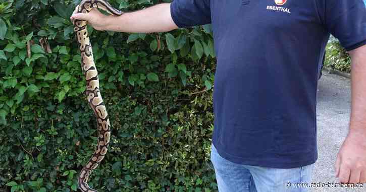 Hund findet exotische Riesenschlange in Kärnten