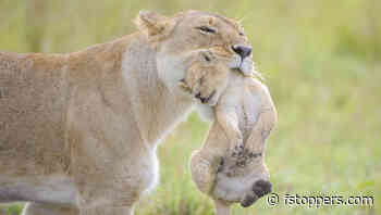 Ethical Wildlife Photography: Tips from a Pro