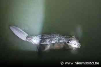 KIJK. Mario (42) maakt unieke beelden van bever in Maaseik: “Dacht eerst dat het een draak was”