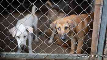 "Welpenmast" in Vietnam: Hundefleisch-Farmer steigen aus dem Geschäft aus