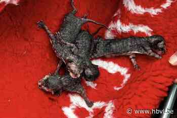 DNA-onderzoek op gedumpte kittens uit Nieuwerkerken om daders op te sporen