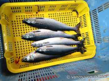 B.C. salmon group offers recommendations for after wildfire devastates salmon habitat