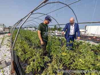 Canada's only supermarket rooftop vegetable garden grows in St-Laurent