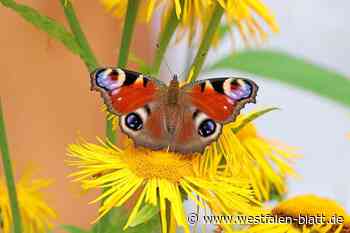 NABU ruft zum Insektenzählen im Kreis Herford auf
